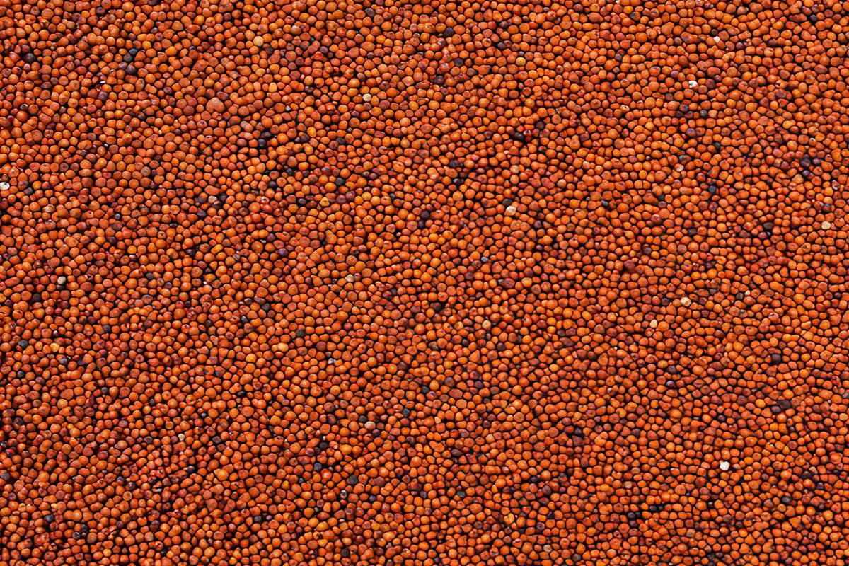 International Millets Supplier in India