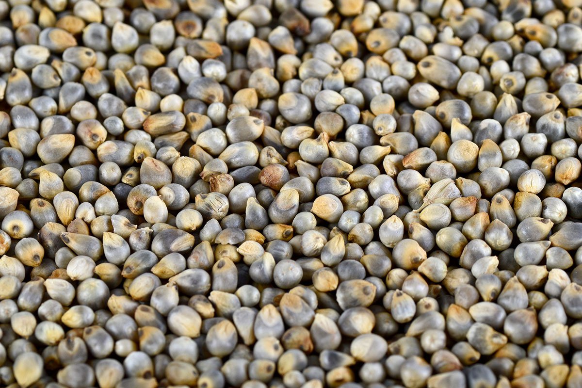 International Millets Supplier in India